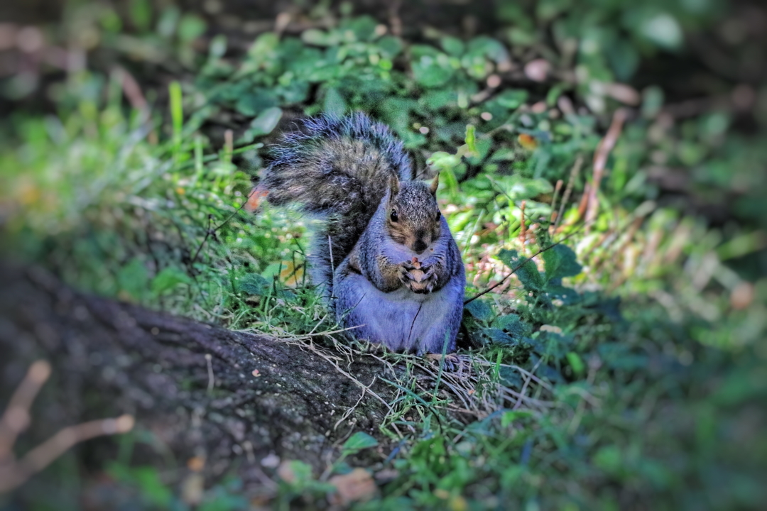 Squirrel Photo 3